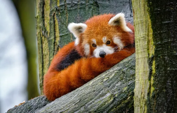 Picture look, nature, tree, portrait, tail, lies, red Panda, face, red Panda