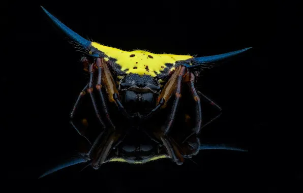 Picture background, spider, black background