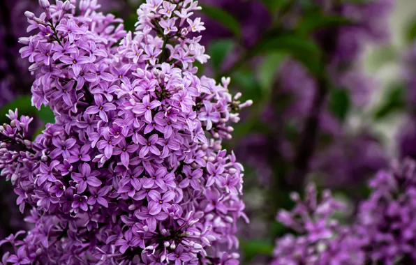 Picture flowers, background, Bush, branch, spring, flowering, lilac, bokeh