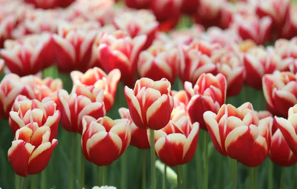 Picture flowers, spring, tulips, red, flowerbed, a lot, striped, two-tone, white