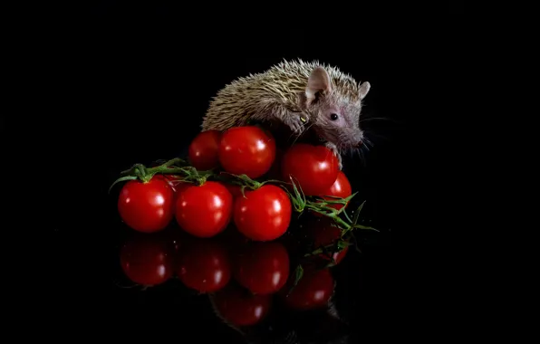 Picture look, reflection, muzzle, red, hedgehog, black background, tomatoes, tomatoes, hedgehog