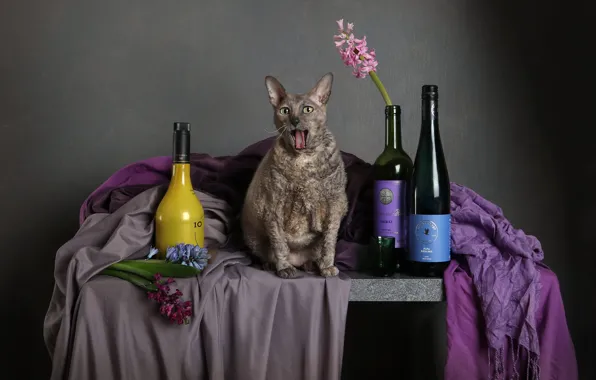 Picture language, cat, cat, look, flowers, pose, table, grey, background, bouquet, fabric, bottle, still life, sitting, …
