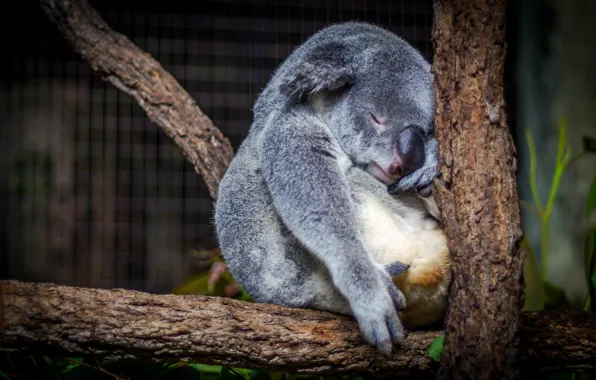 Picture tree, sleeping, Koala