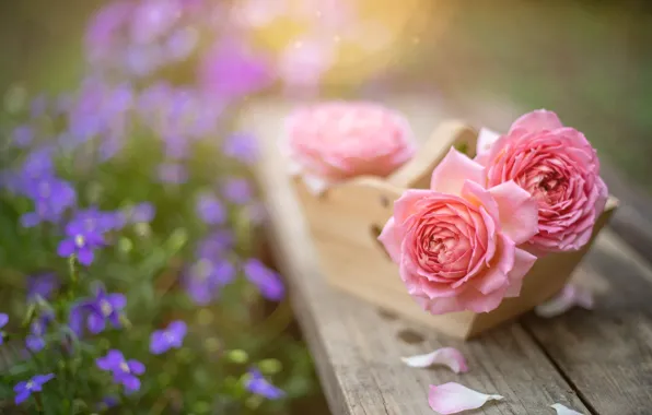Picture flowers, roses, petals, pink, bokeh