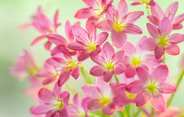 Picture macro, petals, pink, Zephyranthes