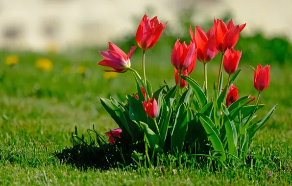 Picture greens, flowers, glade, bright, Bush, spring, garden, tulips, red, buds, flowerbed, lawn