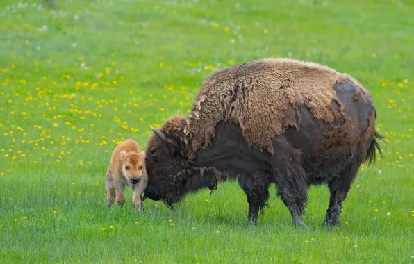 Picture greens, flowers, glade, spring, baby, meadow, dandelions, care, cub, lawn, mother, newborn, bison, molt, Zubrenok