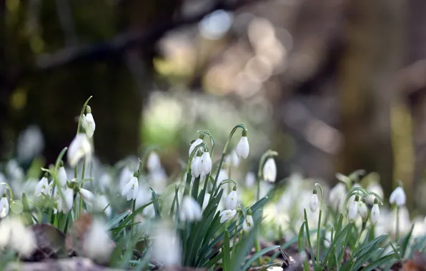 Picture light, flowers, glade, spring, snowdrops, white, bokeh