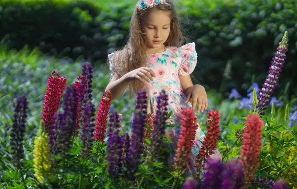 Picture field, summer, flowers, girl, lupins