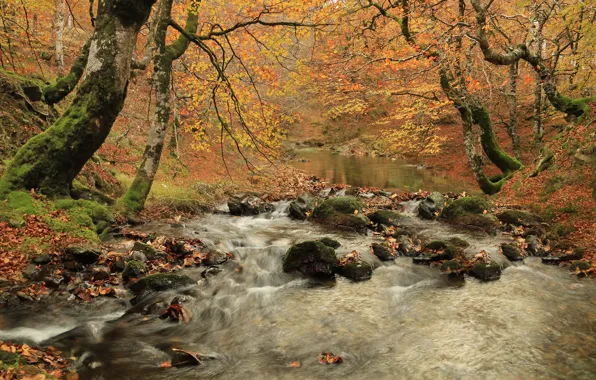Picture autumn, forest, trees, branches, nature, fog, stream, stones, river