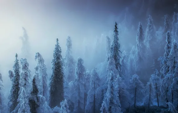 Picture winter, forest, fog