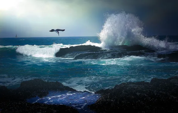 Picture sea, wave, flight, shore, Pelican