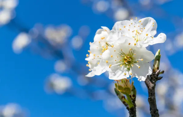 Picture the sky, flowers, cherry, blue, branch, spring, white, flowering, bokeh