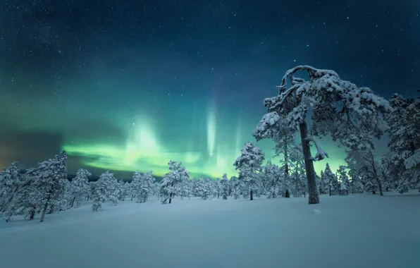 Picture snow, trees, night, Northern lights