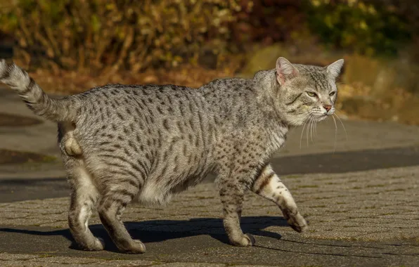 Picture cat, look, pose, grey, walk, the sidewalk, striped, Tomcat, bokeh, chubby