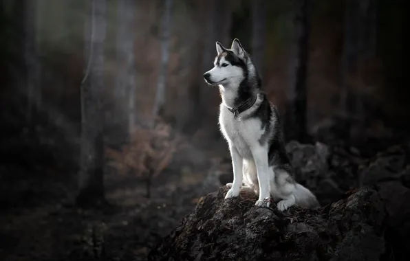 Picture forest, dog, Husky