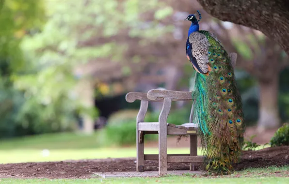 Picture bench, Park, bird, feathers, tail, peacock, bokeh