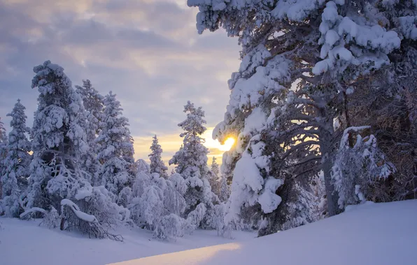 Picture winter, forest, the sun, snow, trees, the snow, Finland, Finland, Lapland, Lapland
