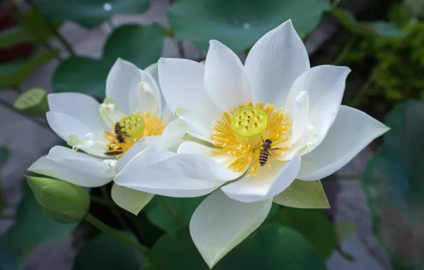 Picture flowers, white, Lotus