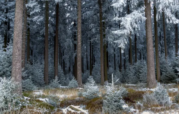 Picture frost, forest, nature