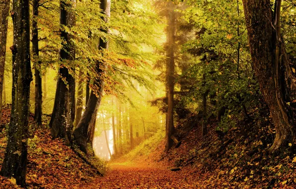 Picture autumn, forest, photo, foliage, the ravine
