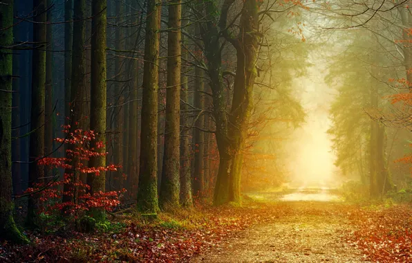 Picture road, autumn, forest, light, trees, branches, fog, Park, dawn, foliage, morning, alley, falling leaves, path