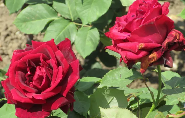 Picture roses, pair, red, Meduzanol ©, summer 2018