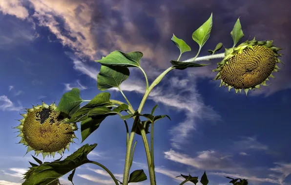 Picture the sky, sunflowers, pair
