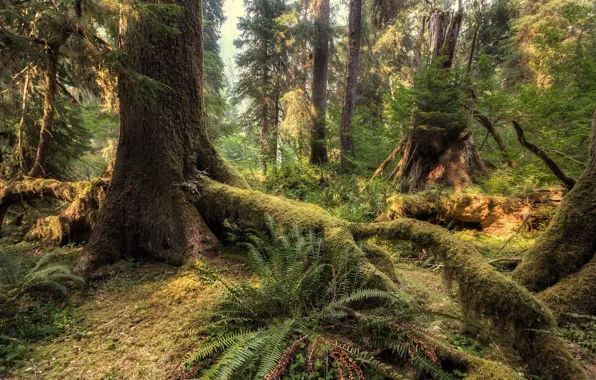 Picture forest, trees, nature, USA, Olympic National Park