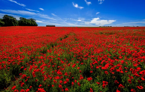 Picture field, the sky, flowers, England, Maki