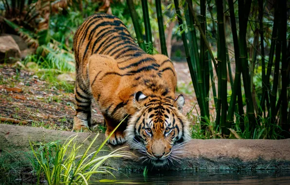 Picture look, face, nature, tiger, pose, background, shore, bamboo, drink, pond