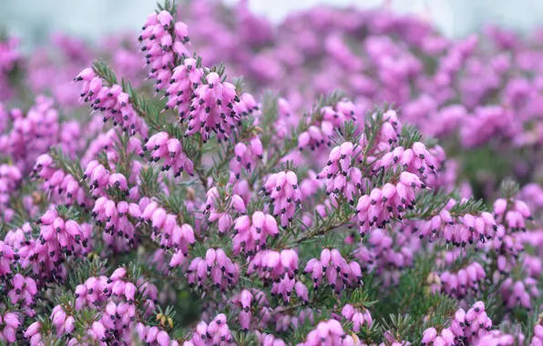 Picture flowers, thickets, pink, bokeh, Heather