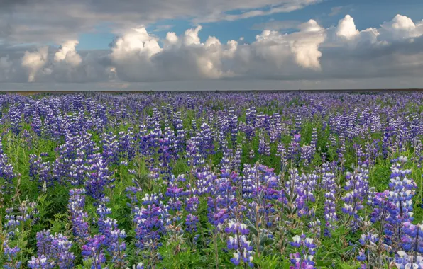 Picture field, the sky, clouds, flowers, meadow, Iceland, a lot, lilac, lupins, Vic