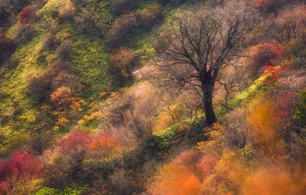 Picture autumn, nature, tree
