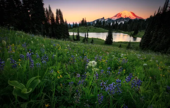 Picture forest, summer, flowers, mountains, Alps, meadow, pond, lupins