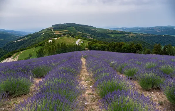 Picture summer, the sky, flowers, hills, lavender, plantation, lavender field