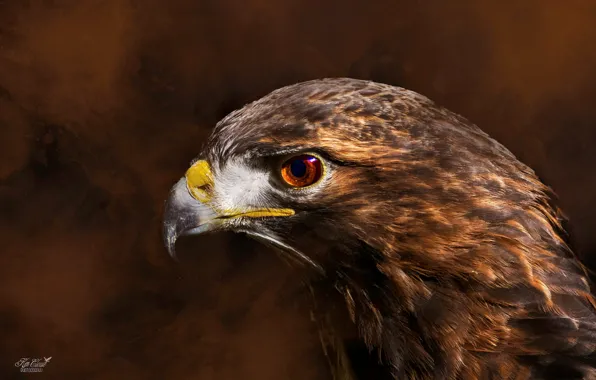 Picture close-up, background, bird, predator, feathers, beak, hawk, Red tail hawk
