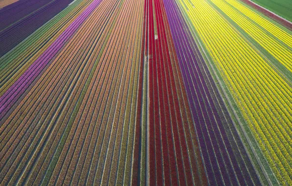 Picture field, flowers, Germany, tulips