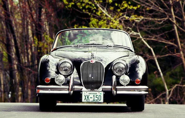 Picture Roadster, Jaguar, Vintage, XK150