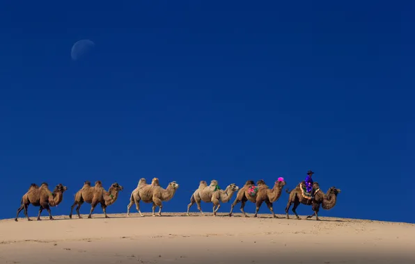 Picture the sky, The moon, camel, China, caravan, Inner Mongolia