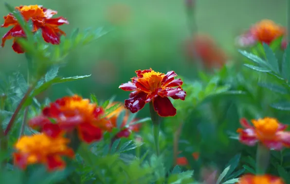 Picture flowers, garden, red, flowerbed, marigolds
