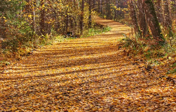 Picture autumn, leaves, Forest, track