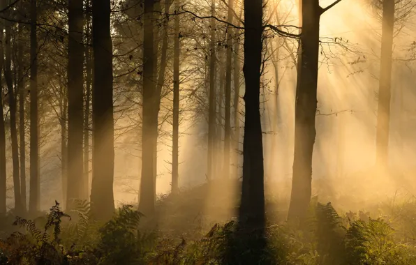Picture forest, the sun, rays, light, trees, fog, trunks, silhouettes, fern