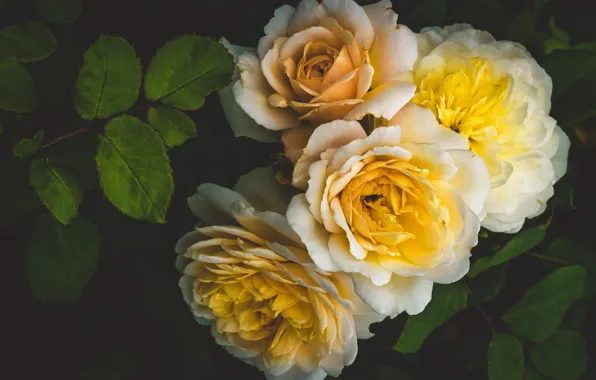 Picture roses, yellow, petals