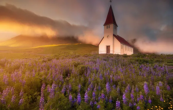 Picture field, flowers, fog, village, Church, Iceland, lupins, Vic