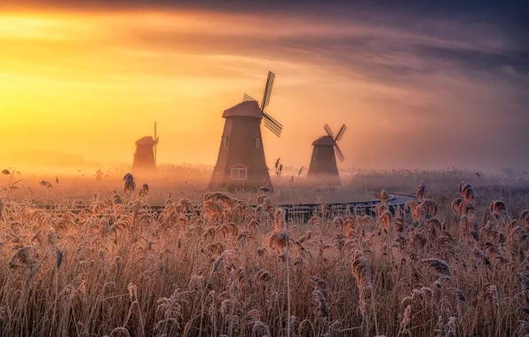 Picture field, the sky, grass, clouds, fog, dawn, spikelets, mill, railroad, haze, windmills, windmill