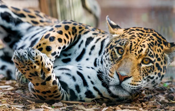Picture look, pose, lies, Jaguar
