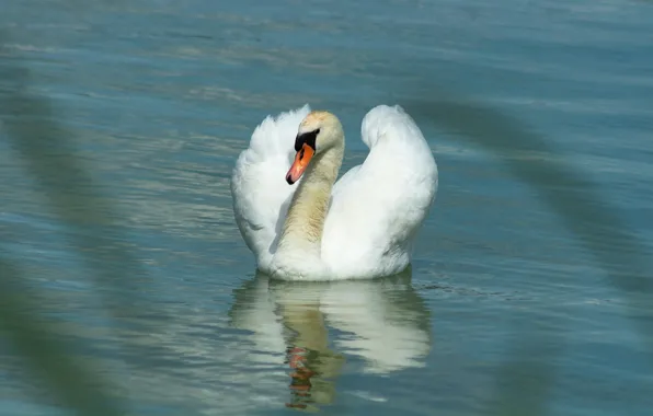 Picture white, grass, water, reflection, bird, Swan, pond, swimming, bokeh