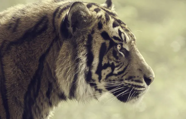 Picture tiger, profile, striped
