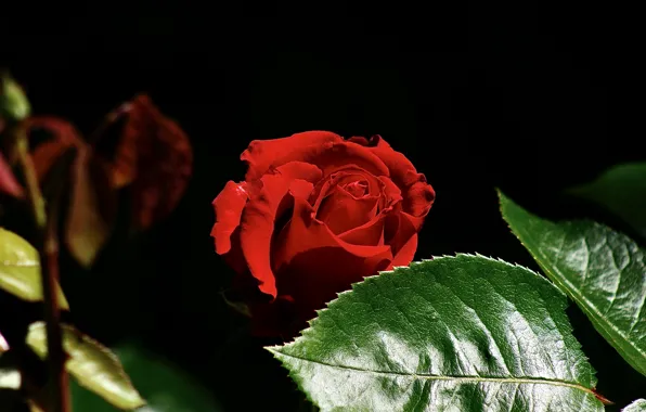 Picture flower, leaves, light, rose, black background, red